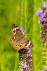 Common Buckeye on Prairie Blazing Star-Effingham County-Illinois Art Print
